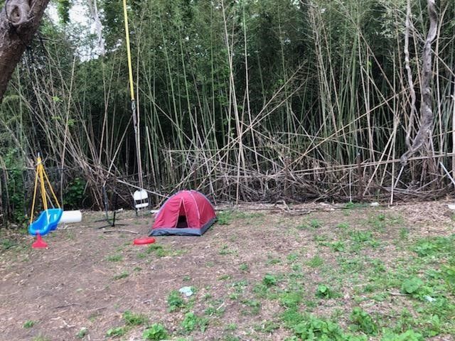Tent Beside Bamboo — Long Island, NY — Bamboo Removal and Landscaping Design in Long Island by Jose Benitez