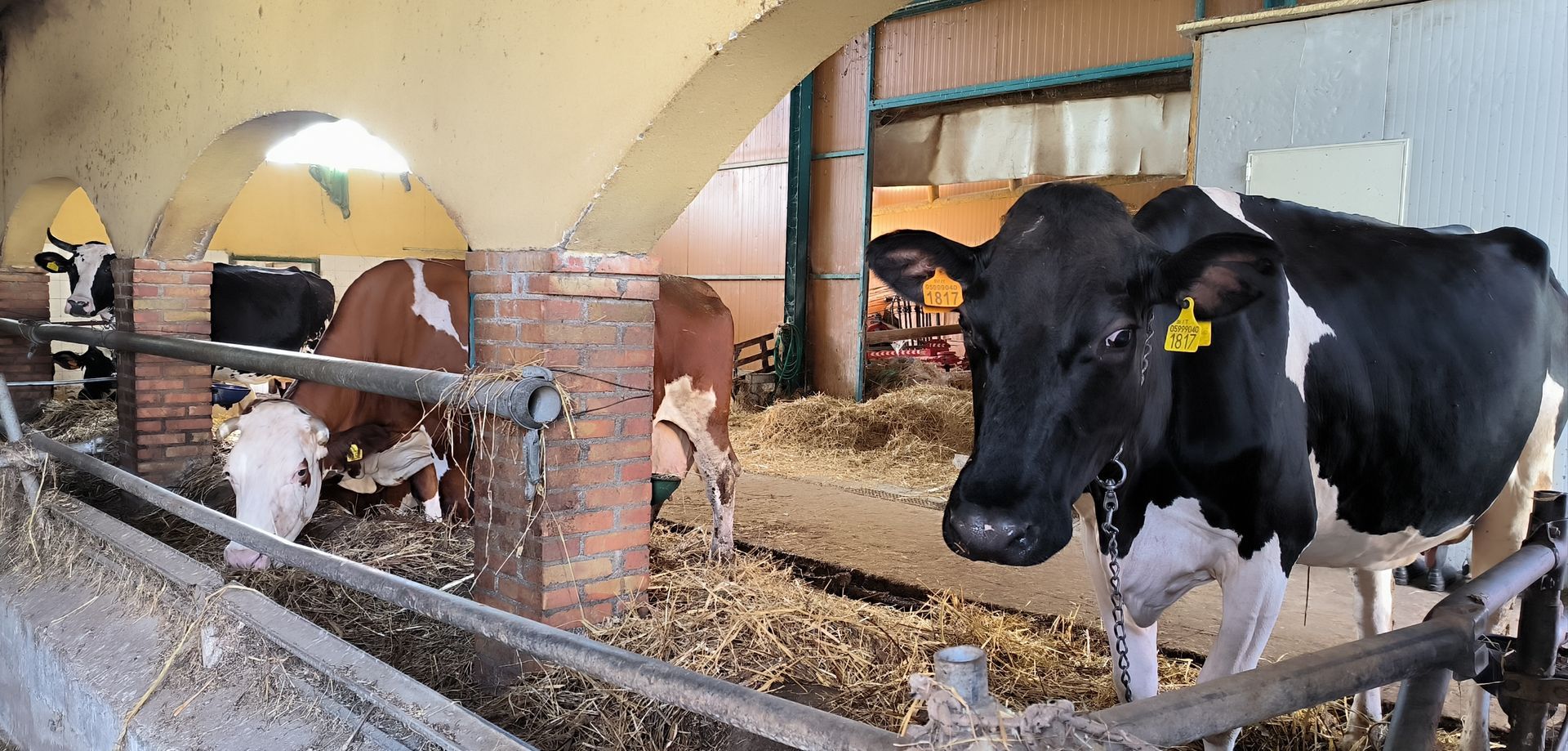 Allevamento di mucche