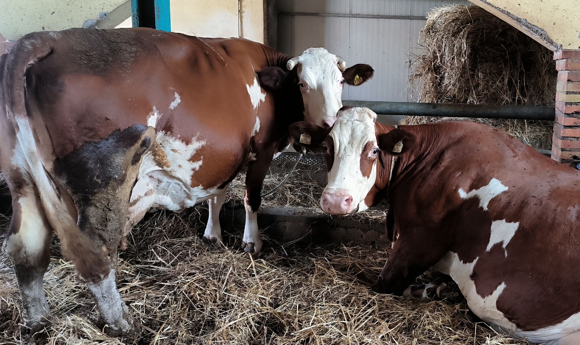 Vacche in caseificio