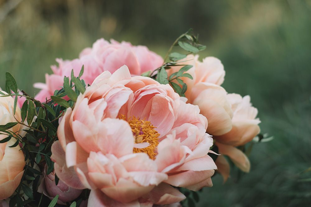 A close up of a bouquet of pink flowers with green leaves.