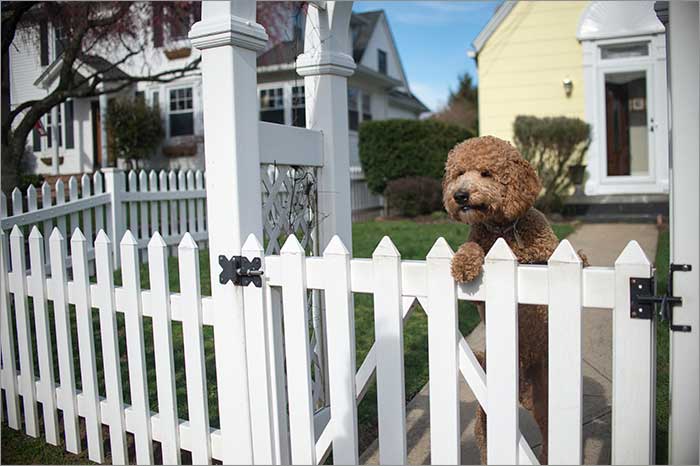 Dog Run ─ Dog Inside the Wood Fence in Grand Rapids, MI