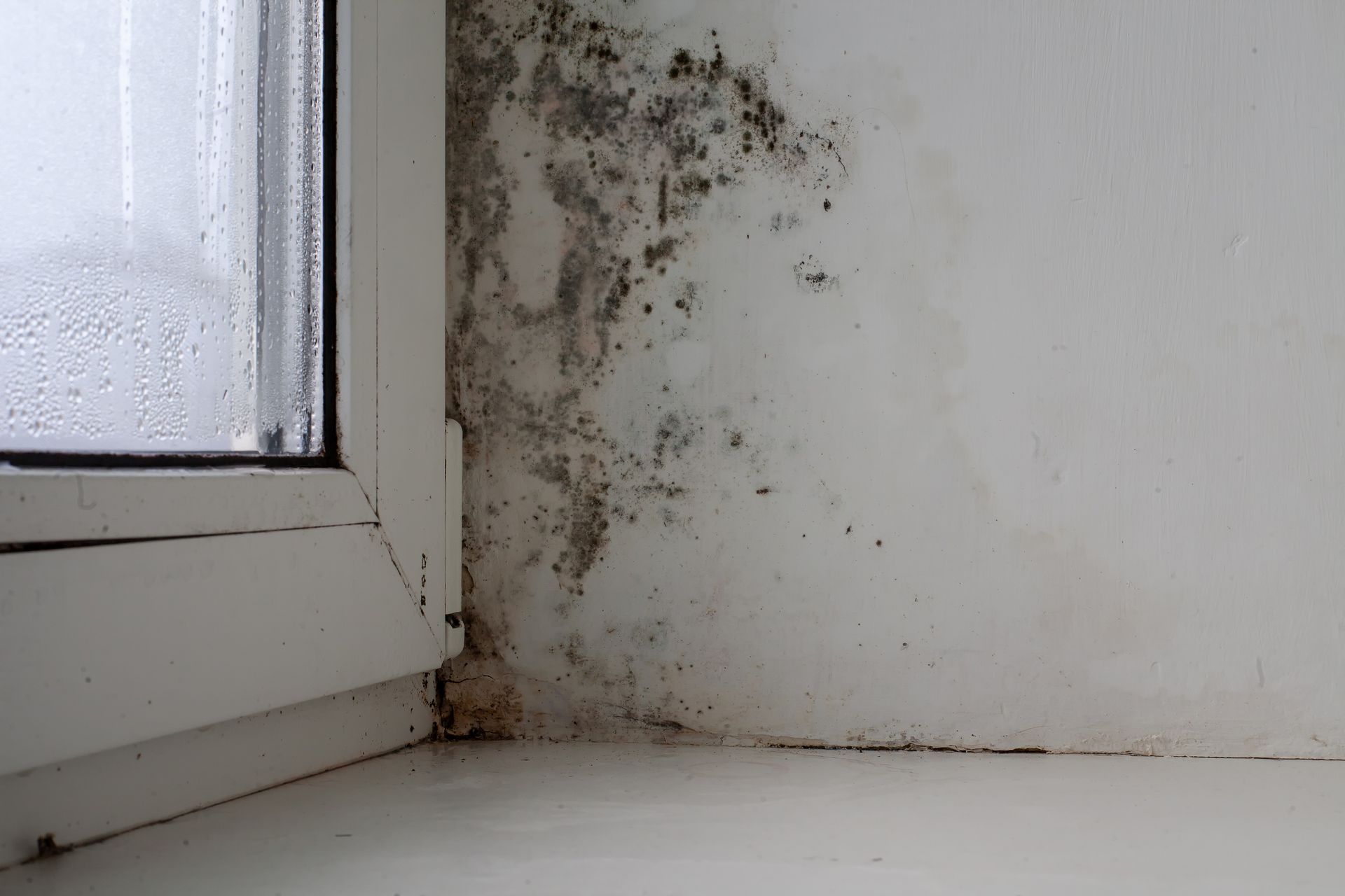 A corner of a window with mold growing on it.