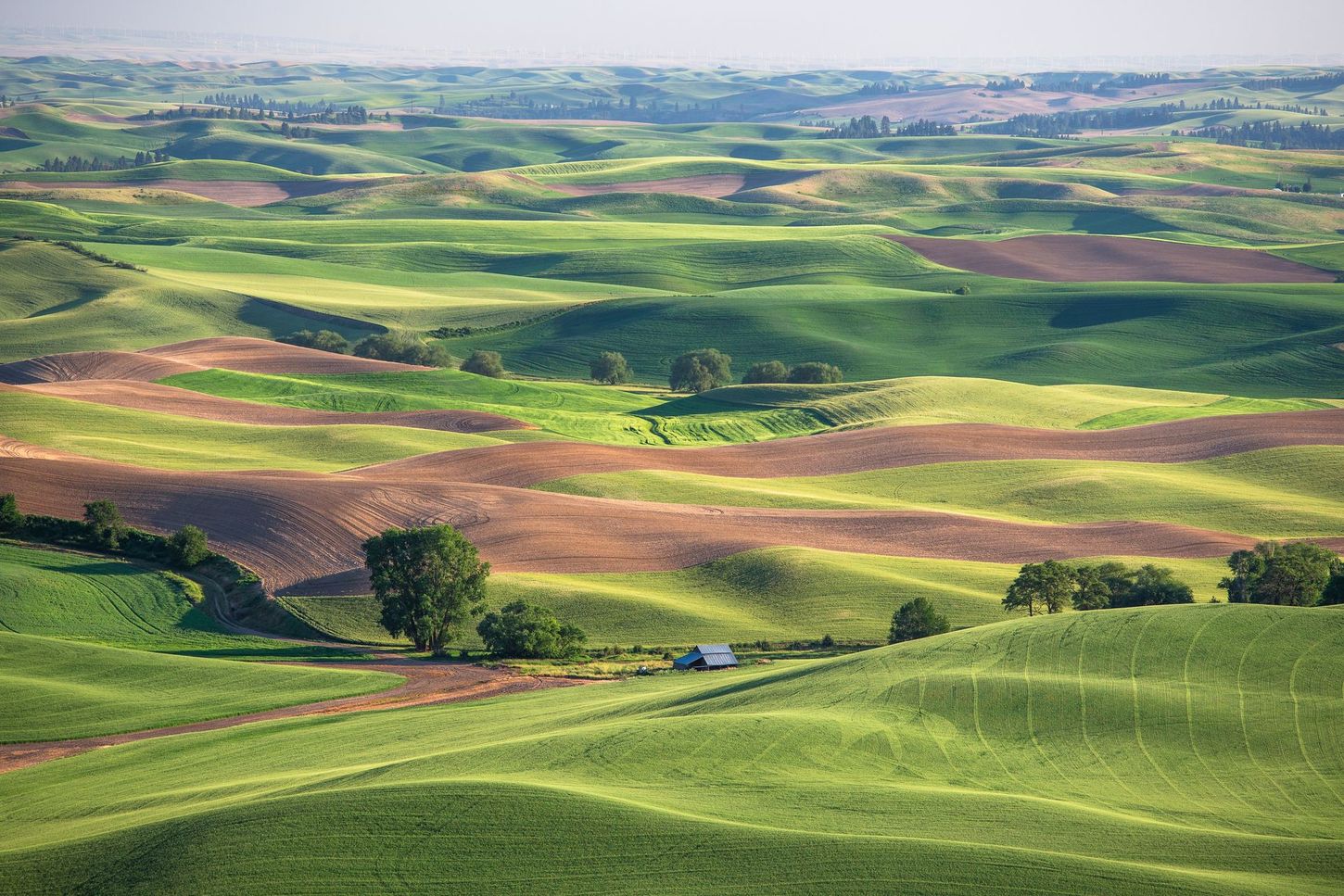 fields in pullman