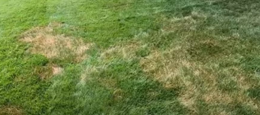What Causes Brown Patches Of Grass