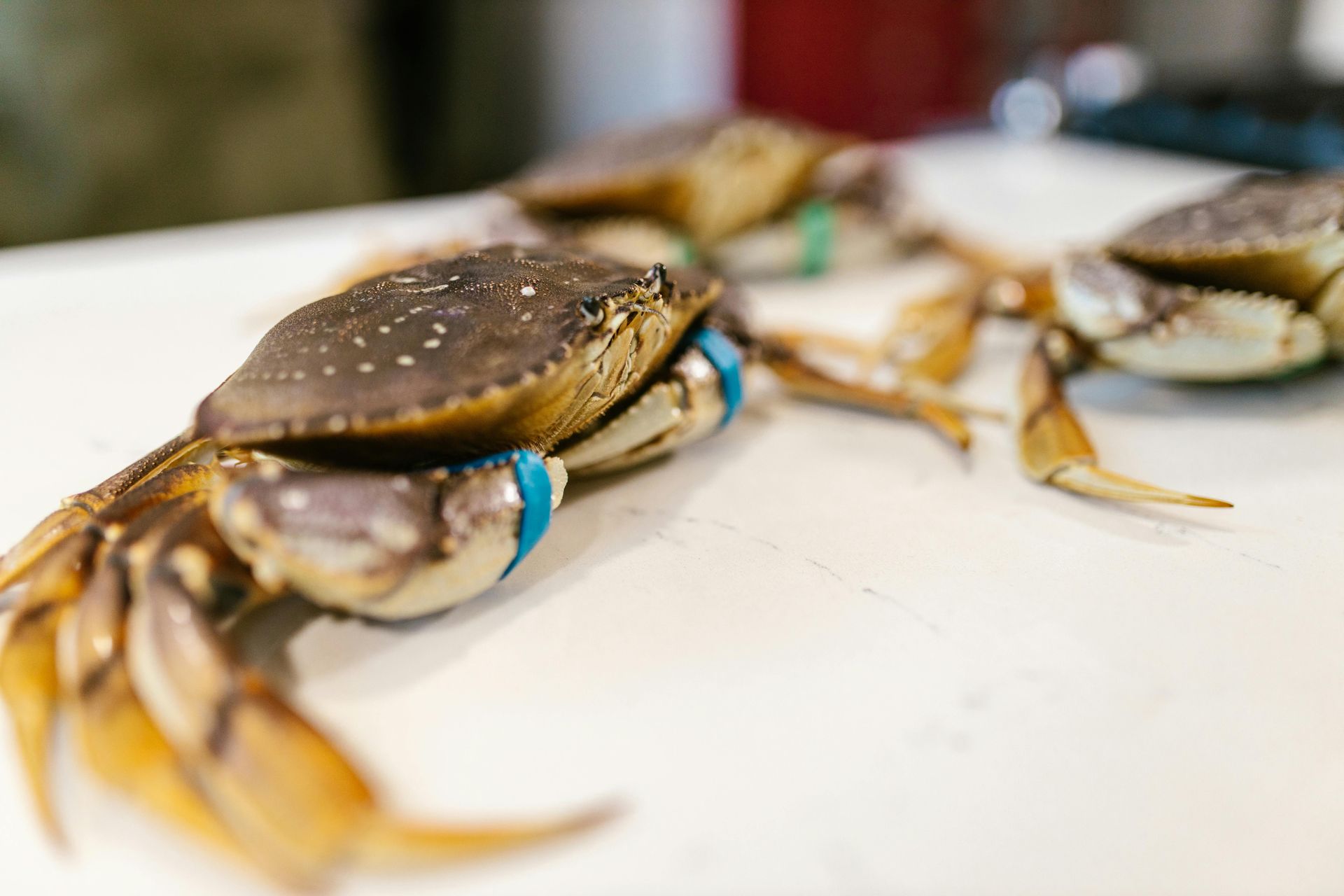 Three live crabs on a white surface, claws secured with blue bands.