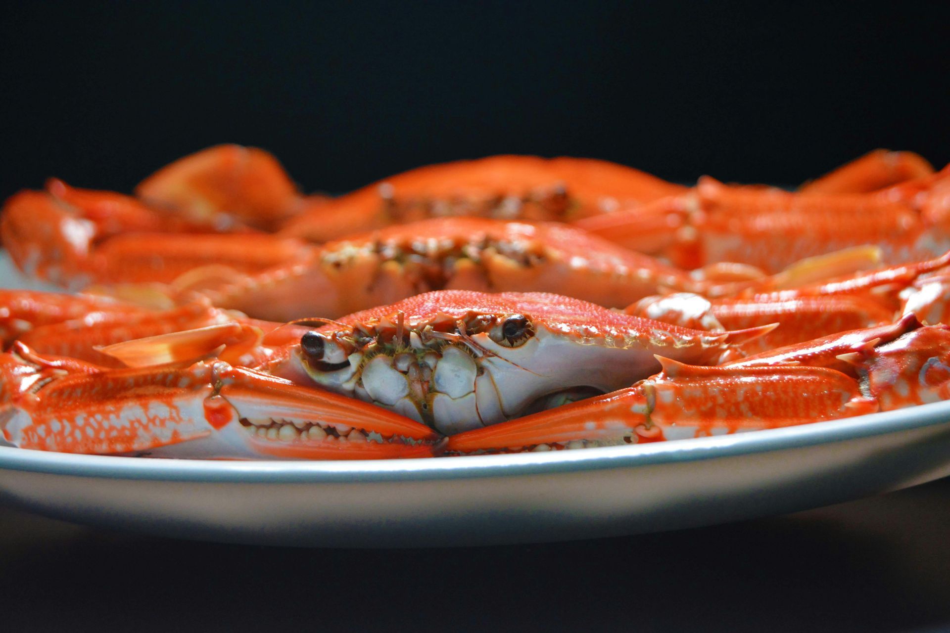 Steamed orange crabs on a white plate, set against a dark background.