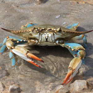 Blue crab on sand, claws open, body blue with orange-tipped claws.