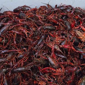 Pile of cooked red crawfish, close up.