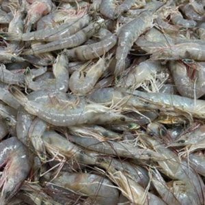Pile of fresh, raw shrimp; gray and translucent, ready for cooking.