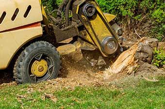 Stump Removal — Byron, MN — Oelkers Services