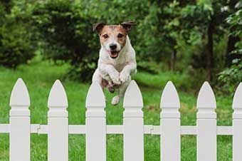Pet-Friendly Fencing — Byron, MN — Oelkers Services