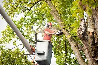 Tree Trimming — Byron, MN — Oelkers Services
