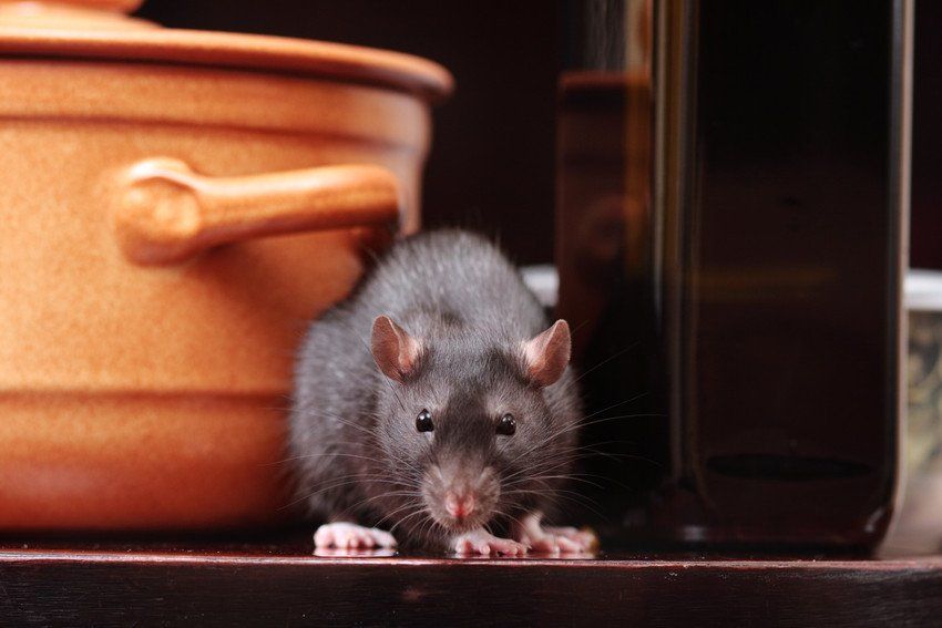 Rats and other Vermin control