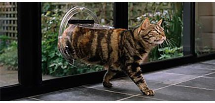 Cat walking through a glass door
