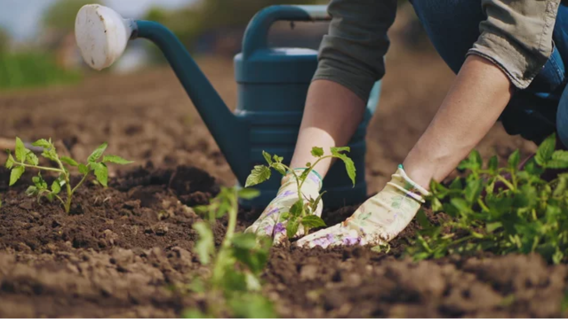 Person planting seedlings in a garden, wearing gloves. Watering can in background.