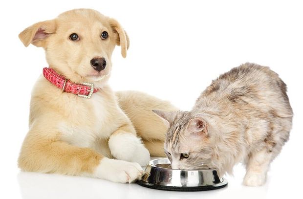 un cane e un gatto che dividono una ciotola