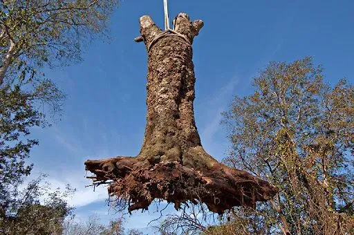 stump removed with a crane in Vancouver