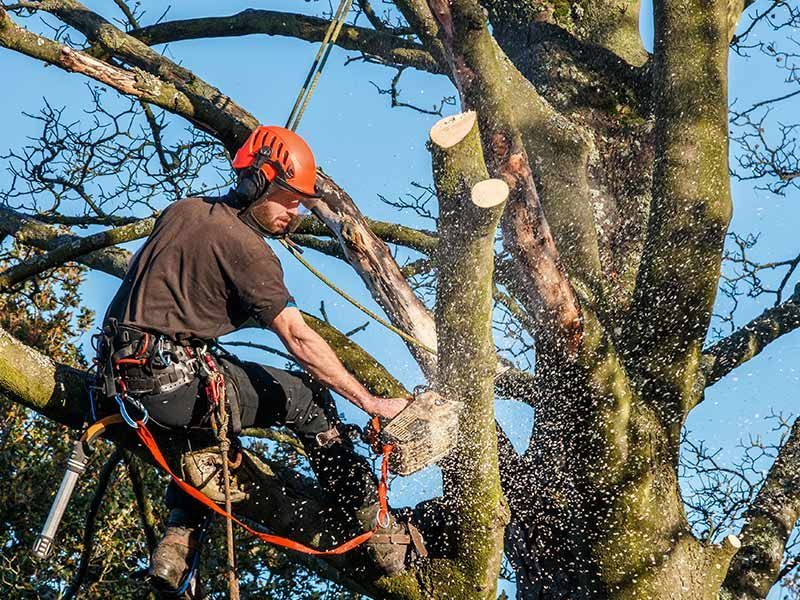 Vancouver Arborist removing tree