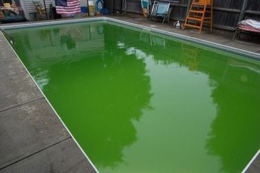 A green swimming pool with a lifeguard chair in the background.