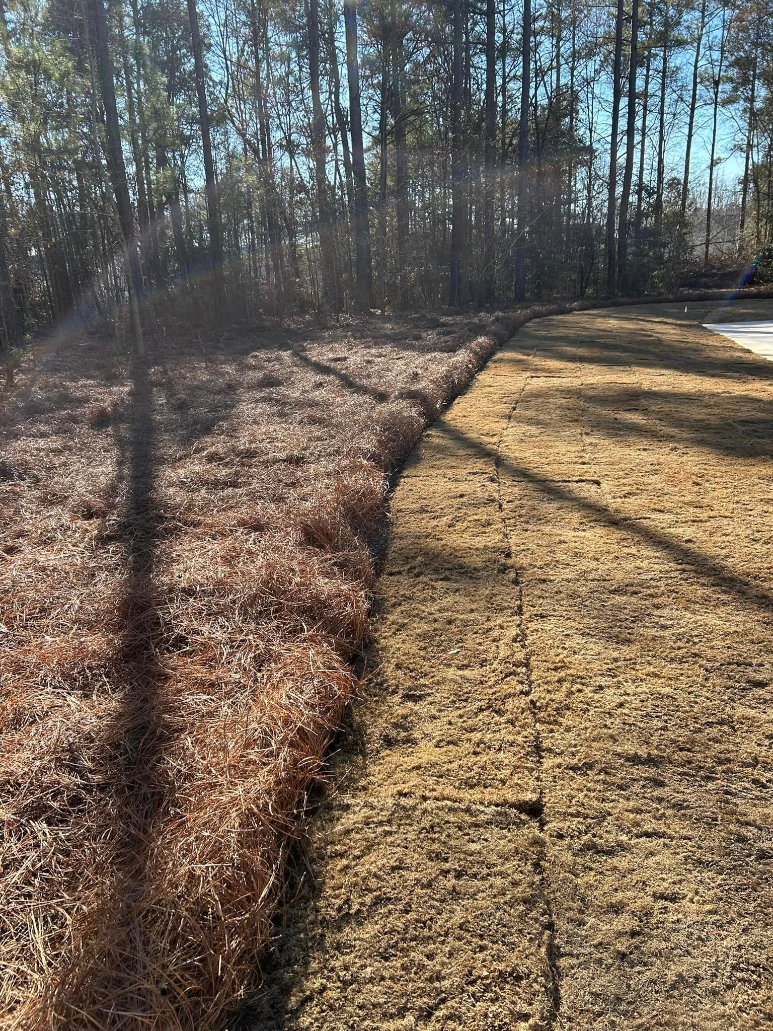 A dirt road going through a forest with trees in the background.