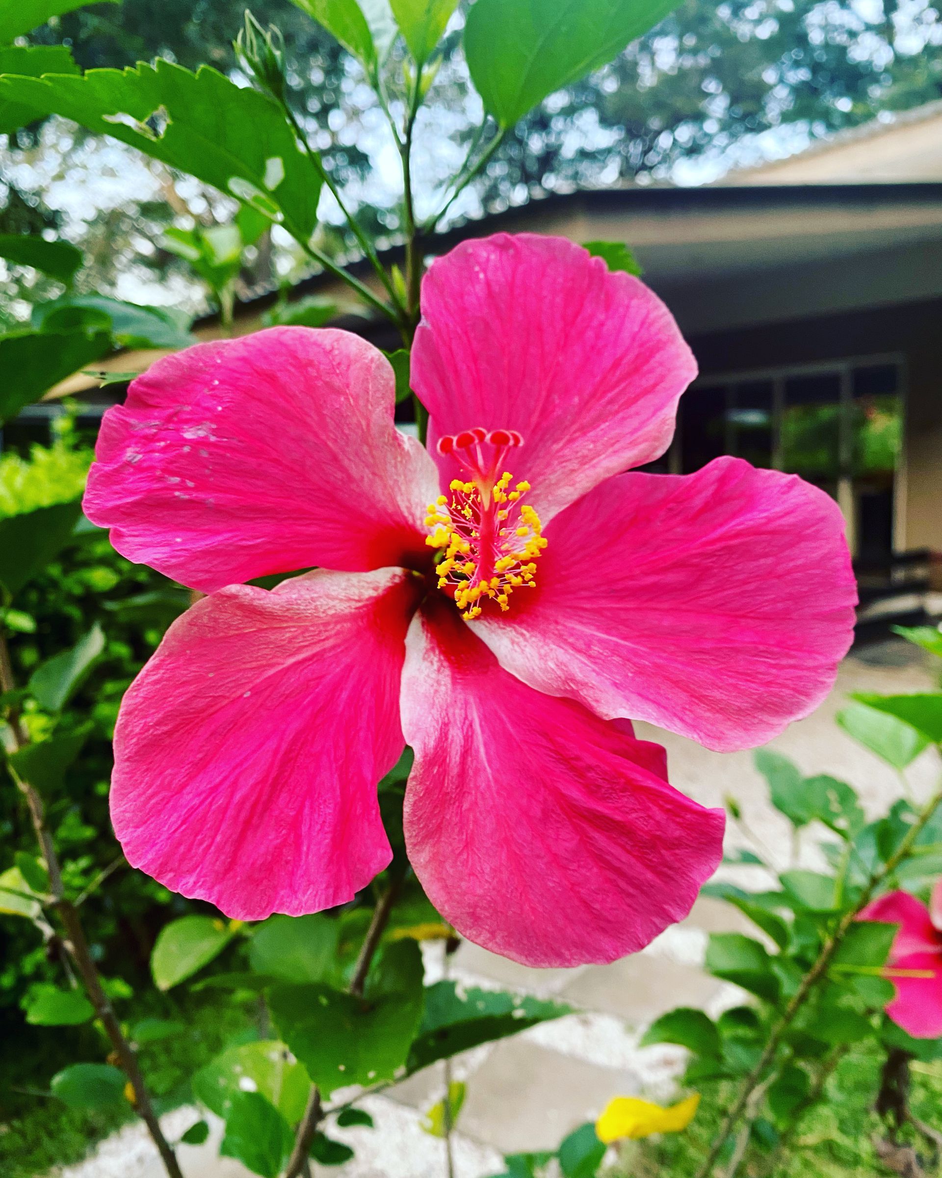 Fleur d'hibiscus rose vif aux étamines jaunes, entourée de feuilles vertes, devant un bâtiment.