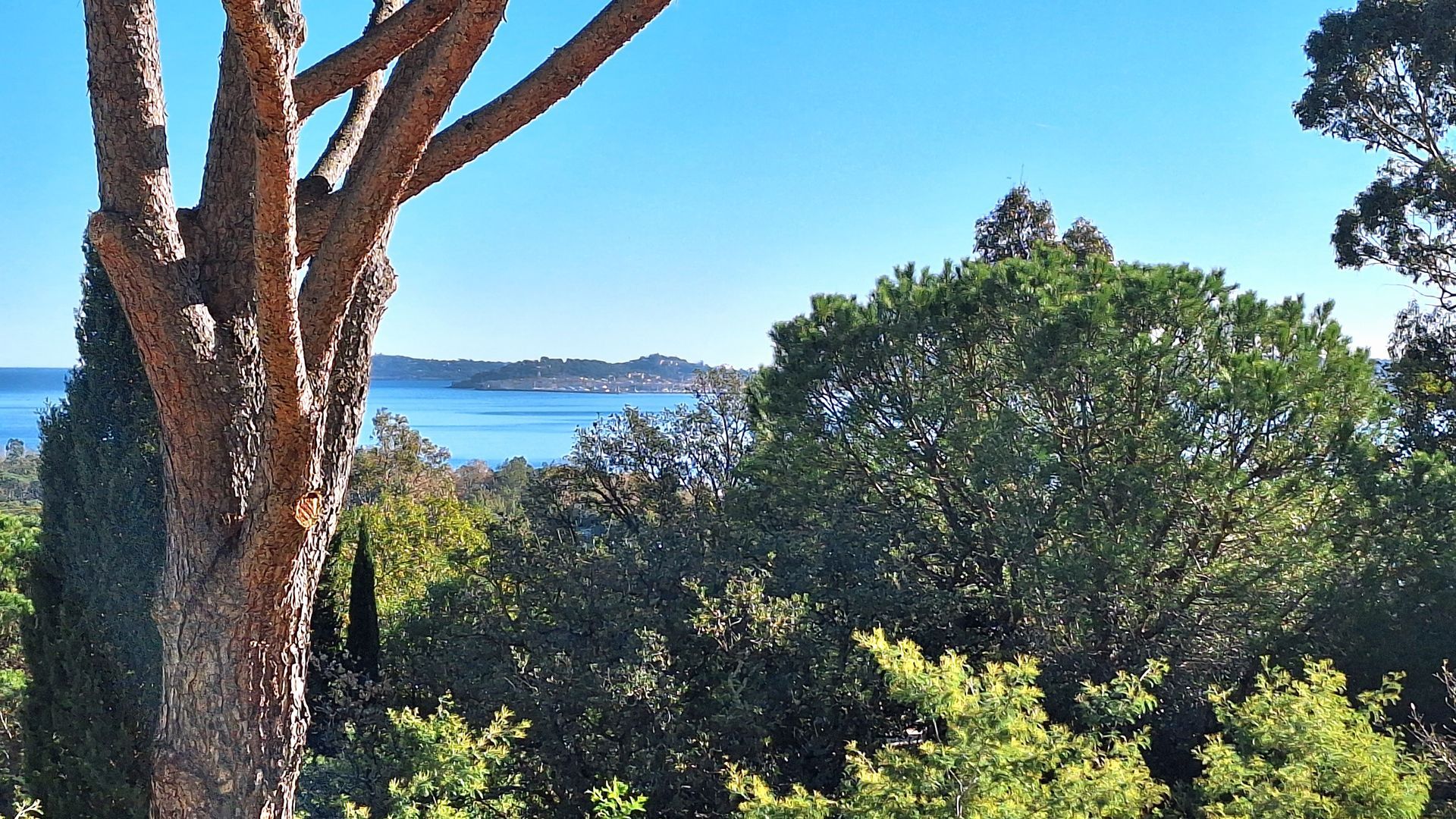 Un ciel bleu et des arbres encadrent une vue sur un littoral lointain et une eau calme.
