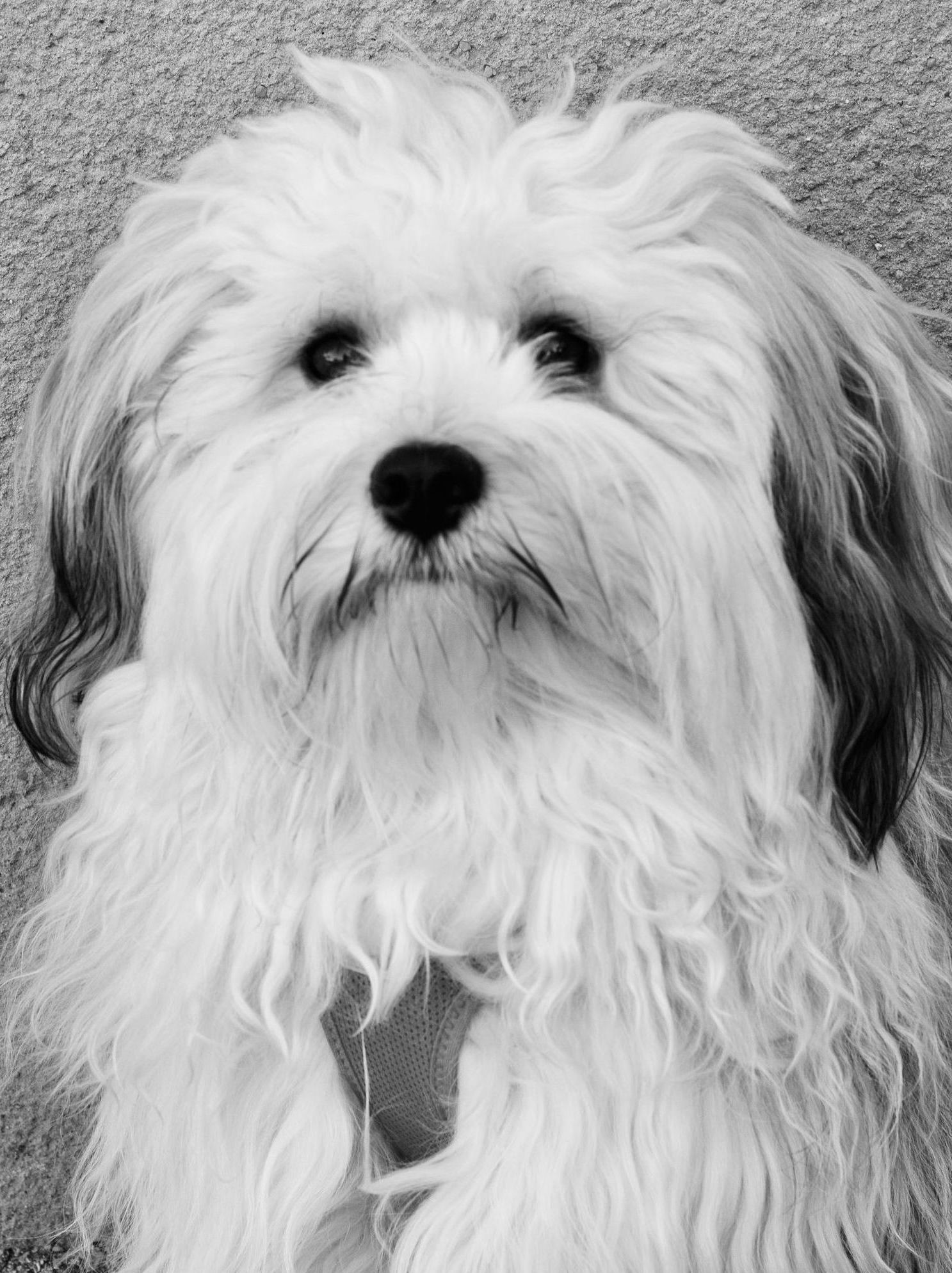 Chien blanc duveteux aux yeux et au nez foncés ; regardant directement le spectateur.