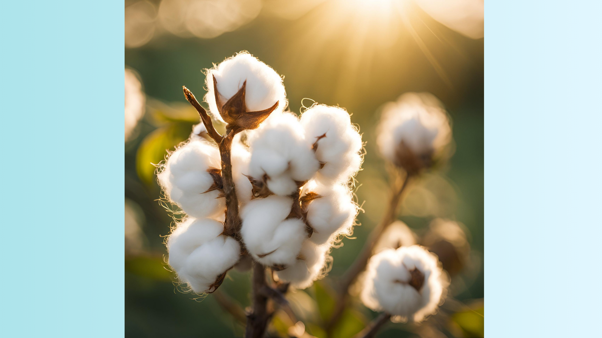 Image of cotton in cotton field outdoors. 