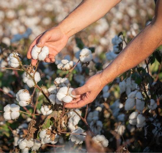Image of cotton being picked from a field.