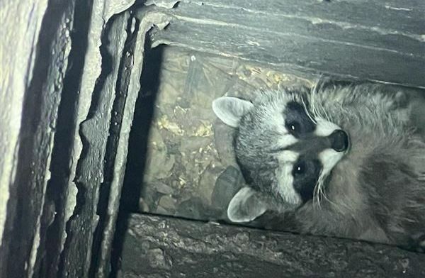 Raccoon inside a dark chimney, looking up with curious expression. Gray fur, black mask.