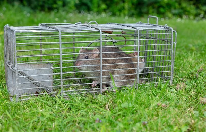 Rat trapped in a metal cage on green grass.