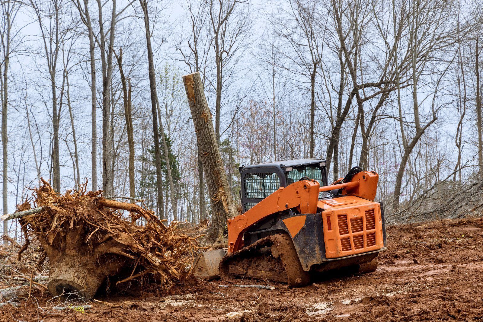 Orange skid steer moving a large uprooted tree in a leafless woodland