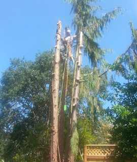 tree-topping-services