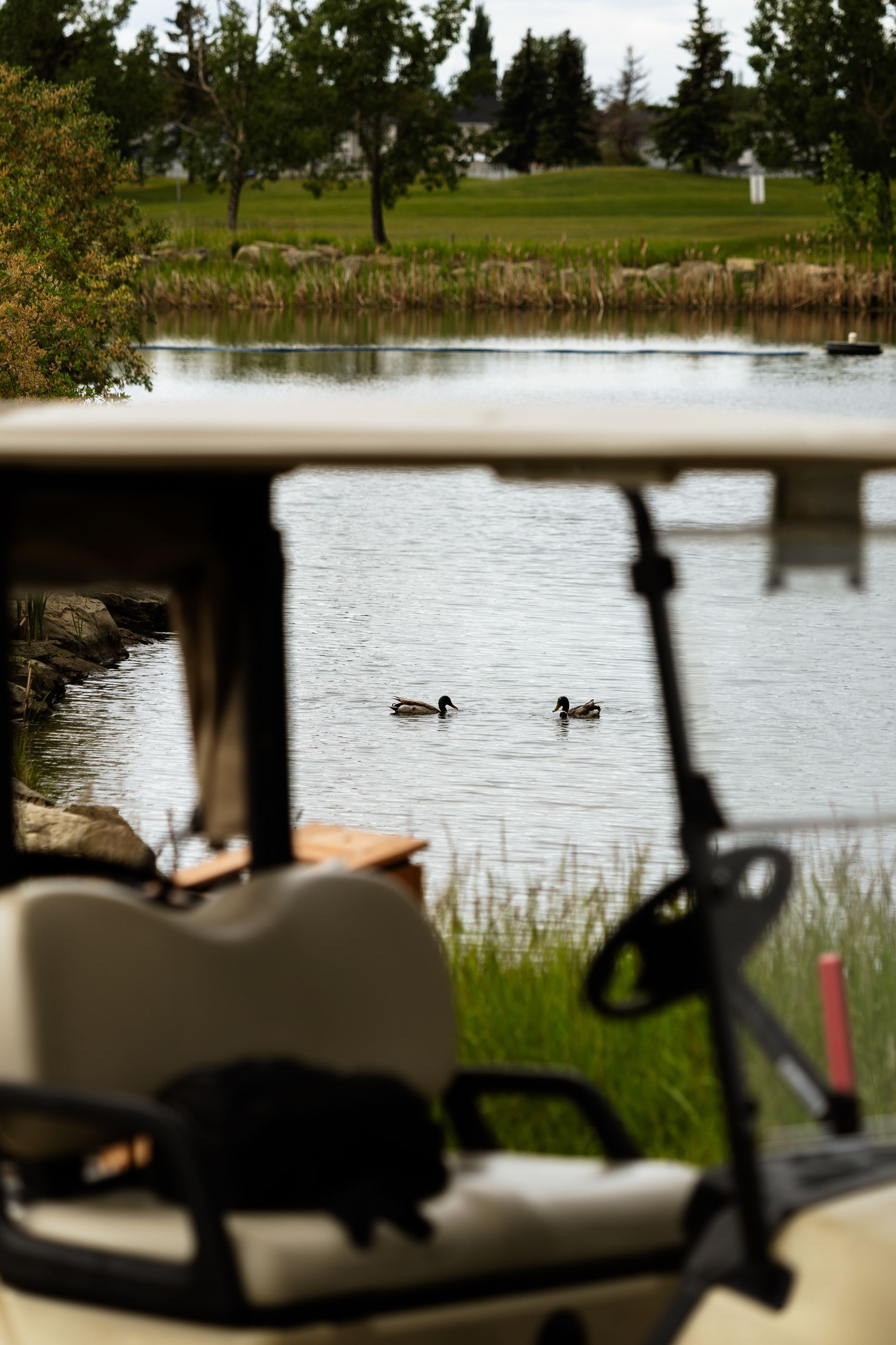 A golf cart in the foreground overlooks a calm pond where two ducks are swimming on a green, grassy golf course.