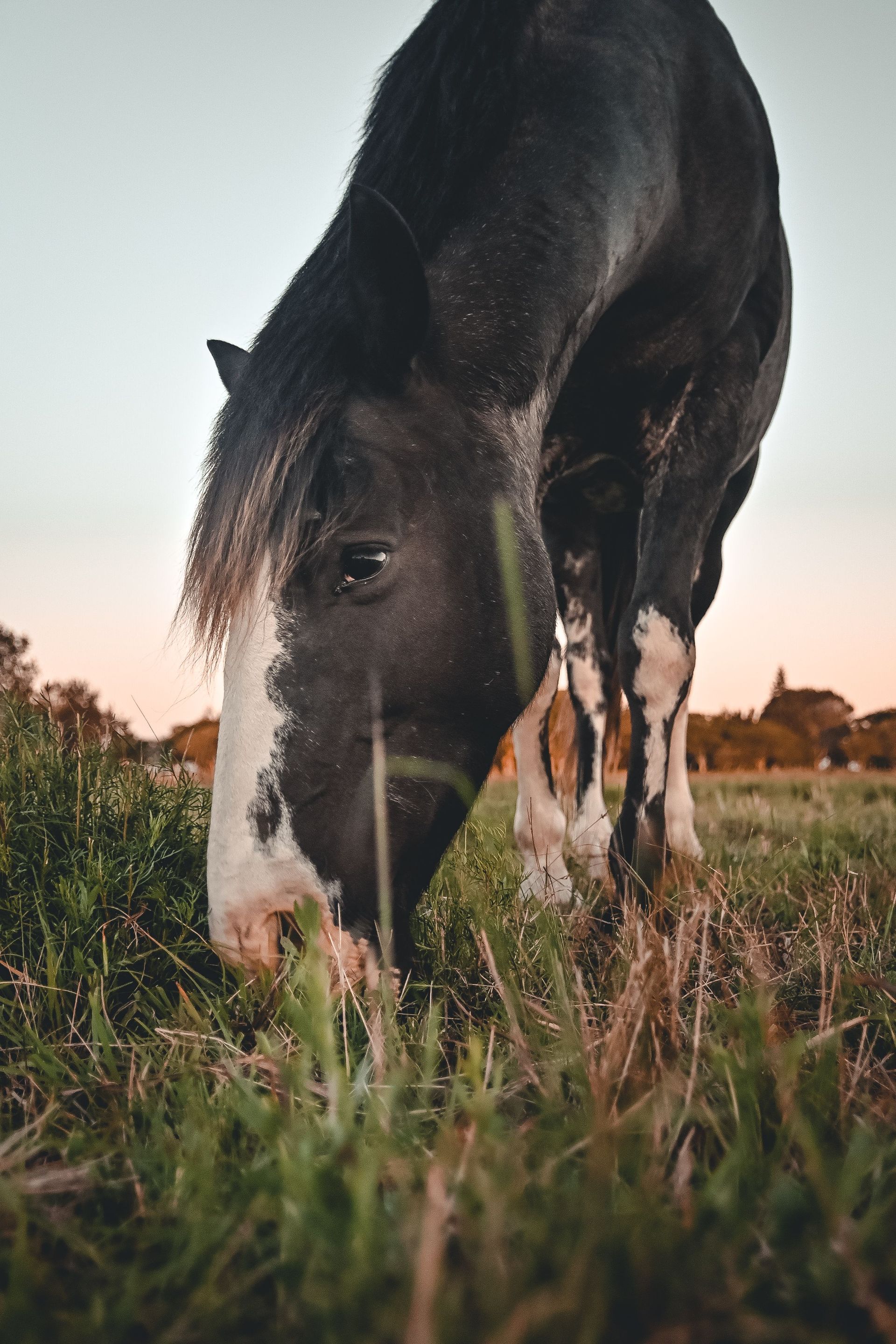 Caballo negro pastando en un campo de hierba al atardecer.