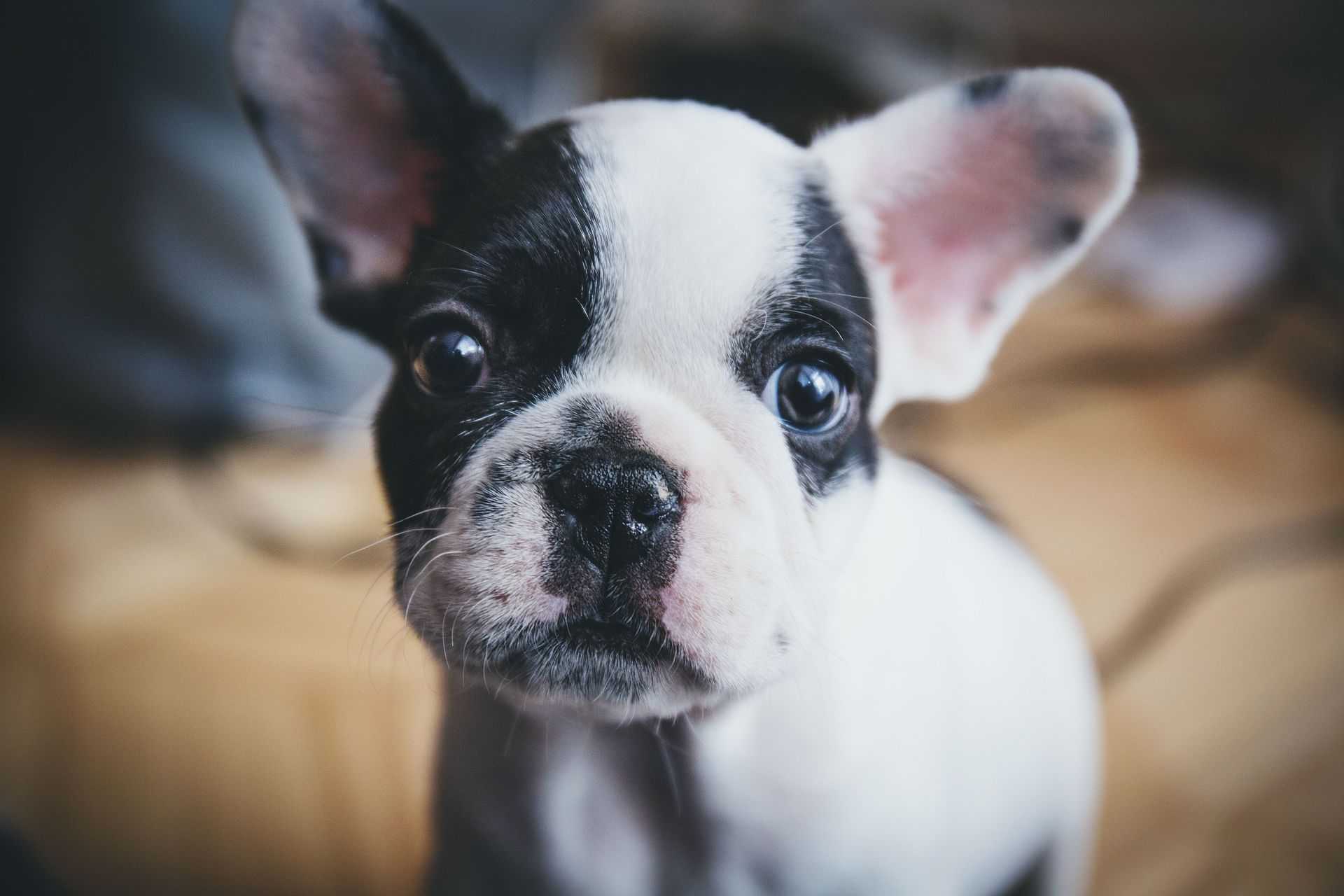 Primer plano de un cachorro de bulldog francés blanco y negro mirando a la cámara en el interior de un edificio.