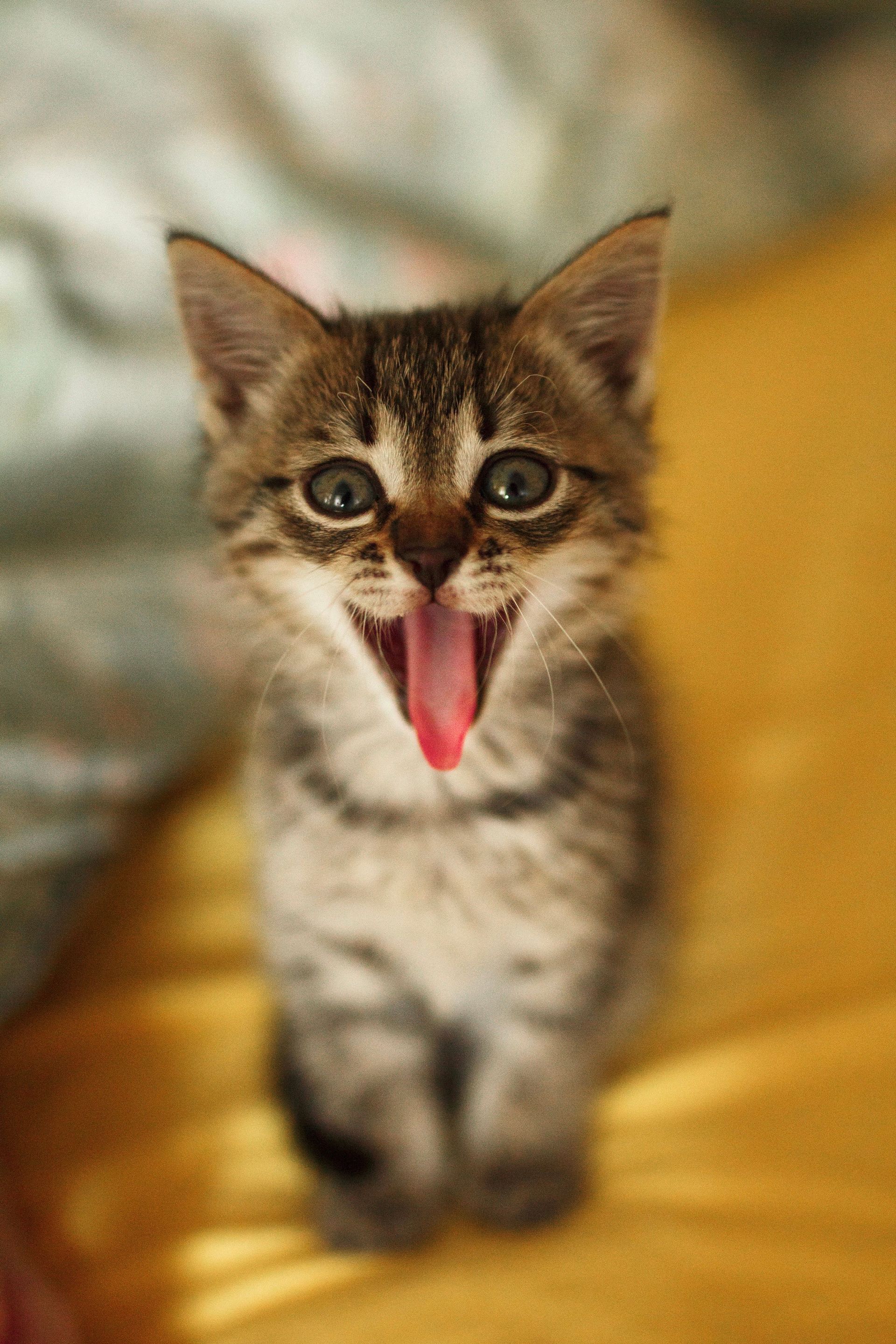 gato gritando