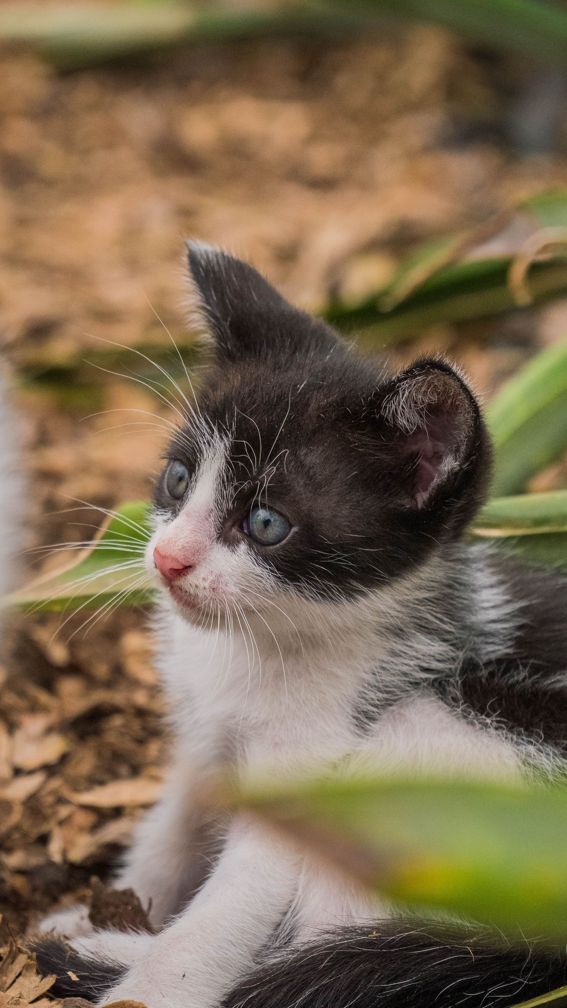 Gatito blanco y negro sentado al aire libre, mirando hacia la izquierda con ojos azules.