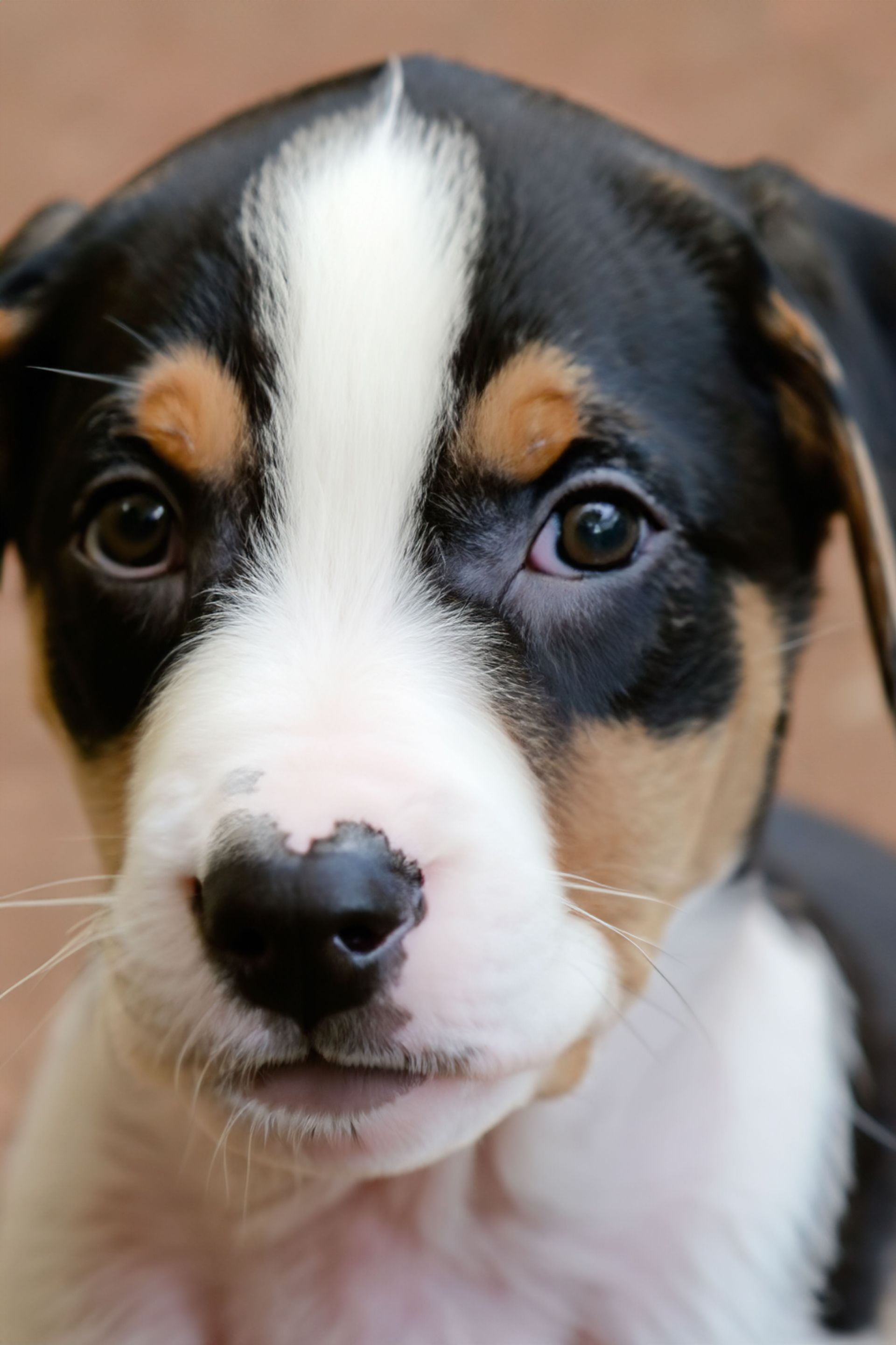 Primer plano de un cachorro negro, blanco y marrón claro con una mancha blanca en la cara.