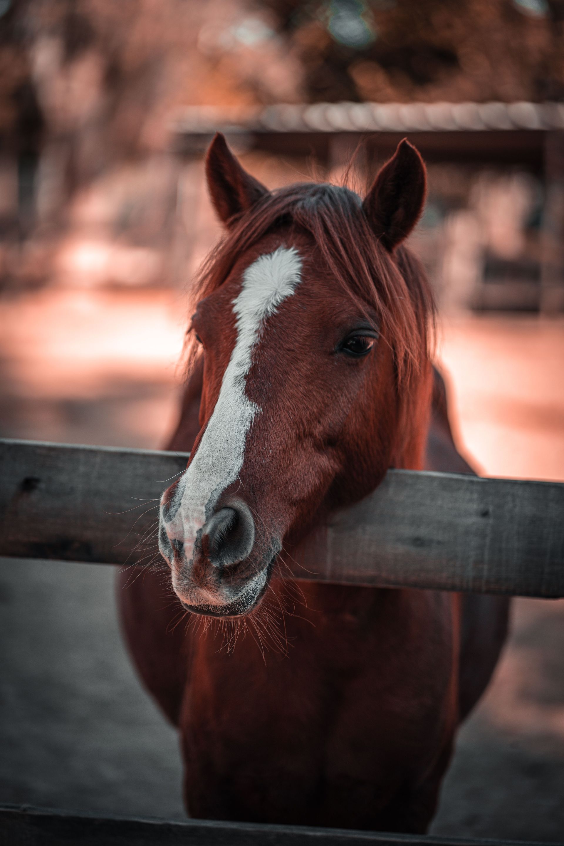 Caballo marrón con una mancha blanca en la frente, de pie detrás de una cerca de madera al aire libre.