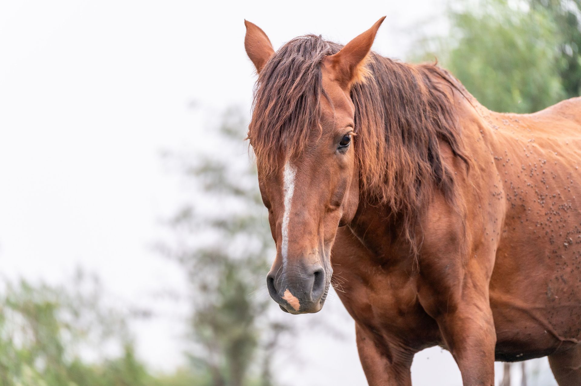 Caballo marrón de pie al aire libre contra un fondo verde difuminado