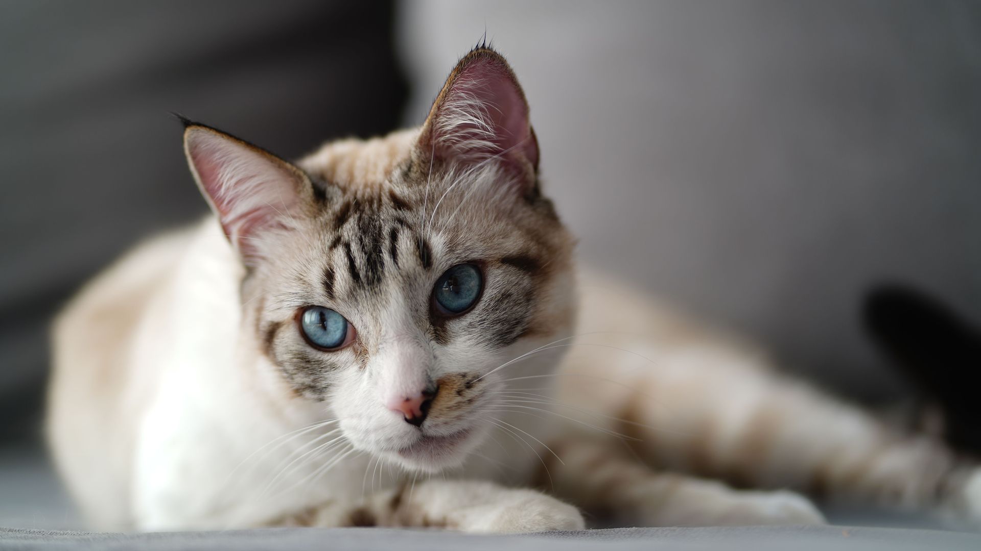 Un gato siamés de ojos azules tumbado en una cama, mirando tranquilamente a la cámara.