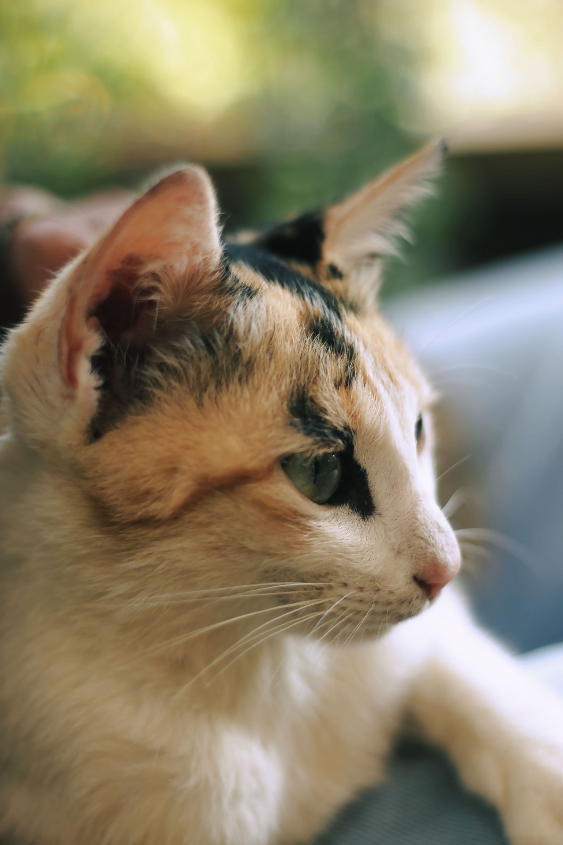 Primer plano de un gato blanco y naranja mirando hacia la derecha, con un fondo verde desenfocado.