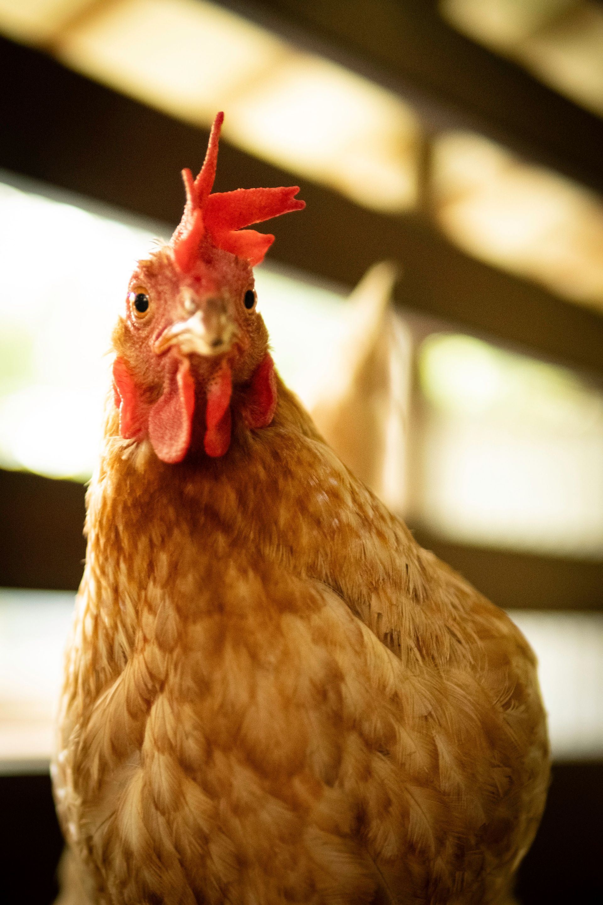 Gallina marrón con cresta roja, mirando a la cámara en el interior.