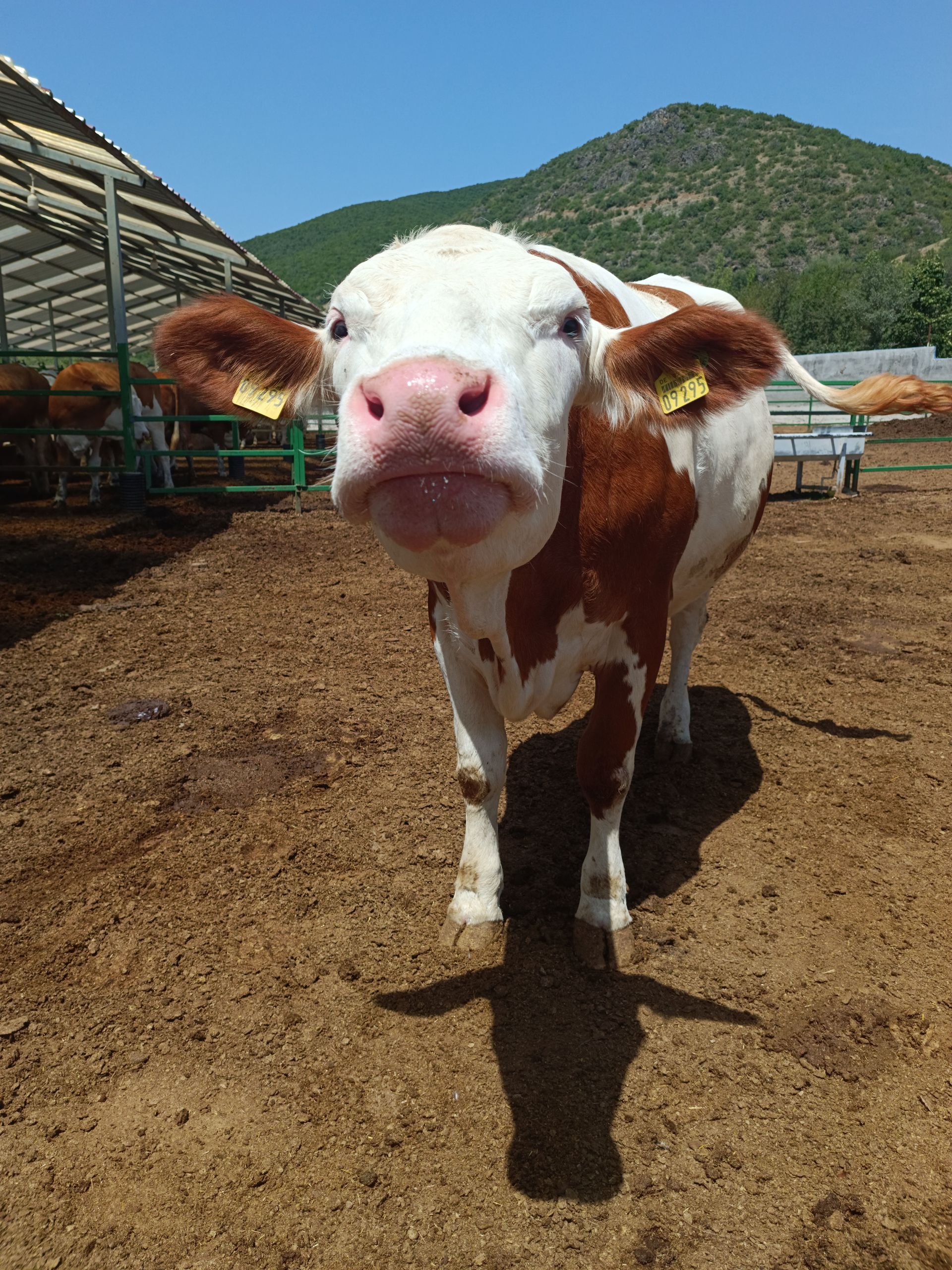 Primer plano de una vaca marrón y blanca parada en un camino de tierra de una granja con colinas y corrales al fondo.