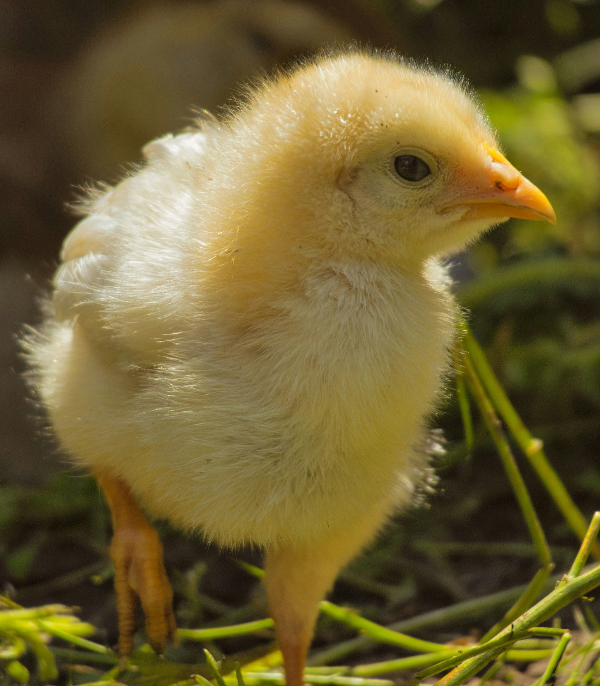 Pollito amarillo y esponjoso de pie sobre la hierba, mirando hacia la derecha.
