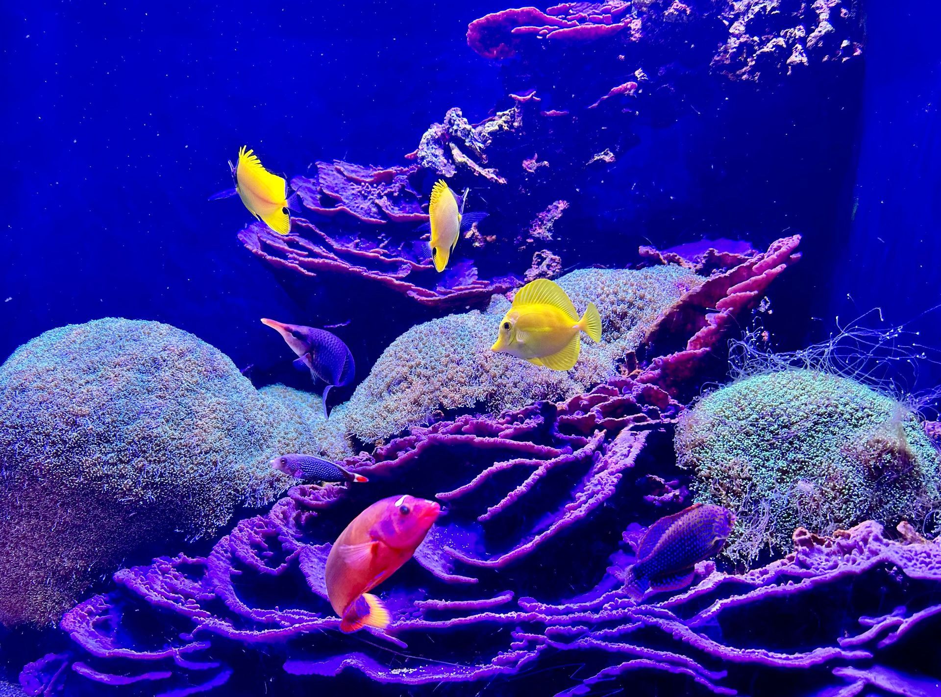 Peces tropicales de colores nadando sobre corales y rocas en un acuario iluminado con luz azul.