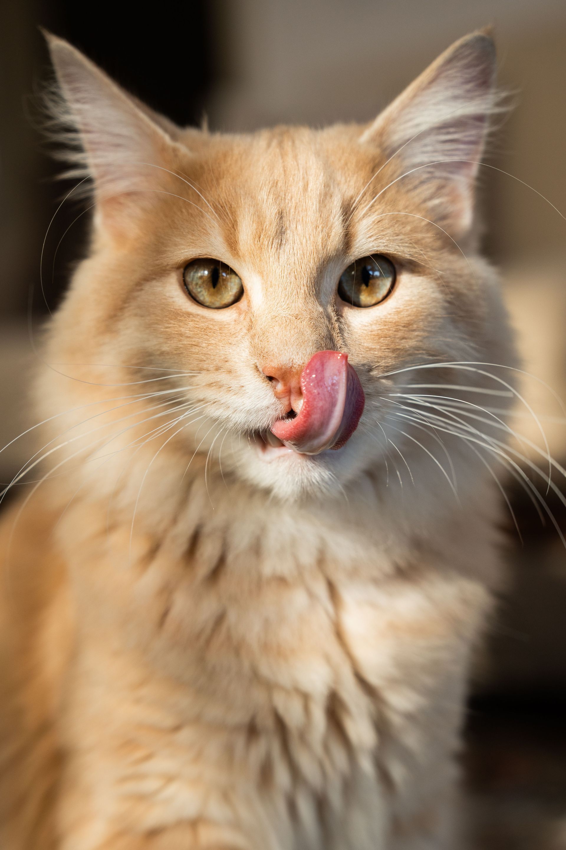 Primer plano de un gato naranja y esponjoso lamiéndose la nariz, con ojos brillantes y pelaje largo.