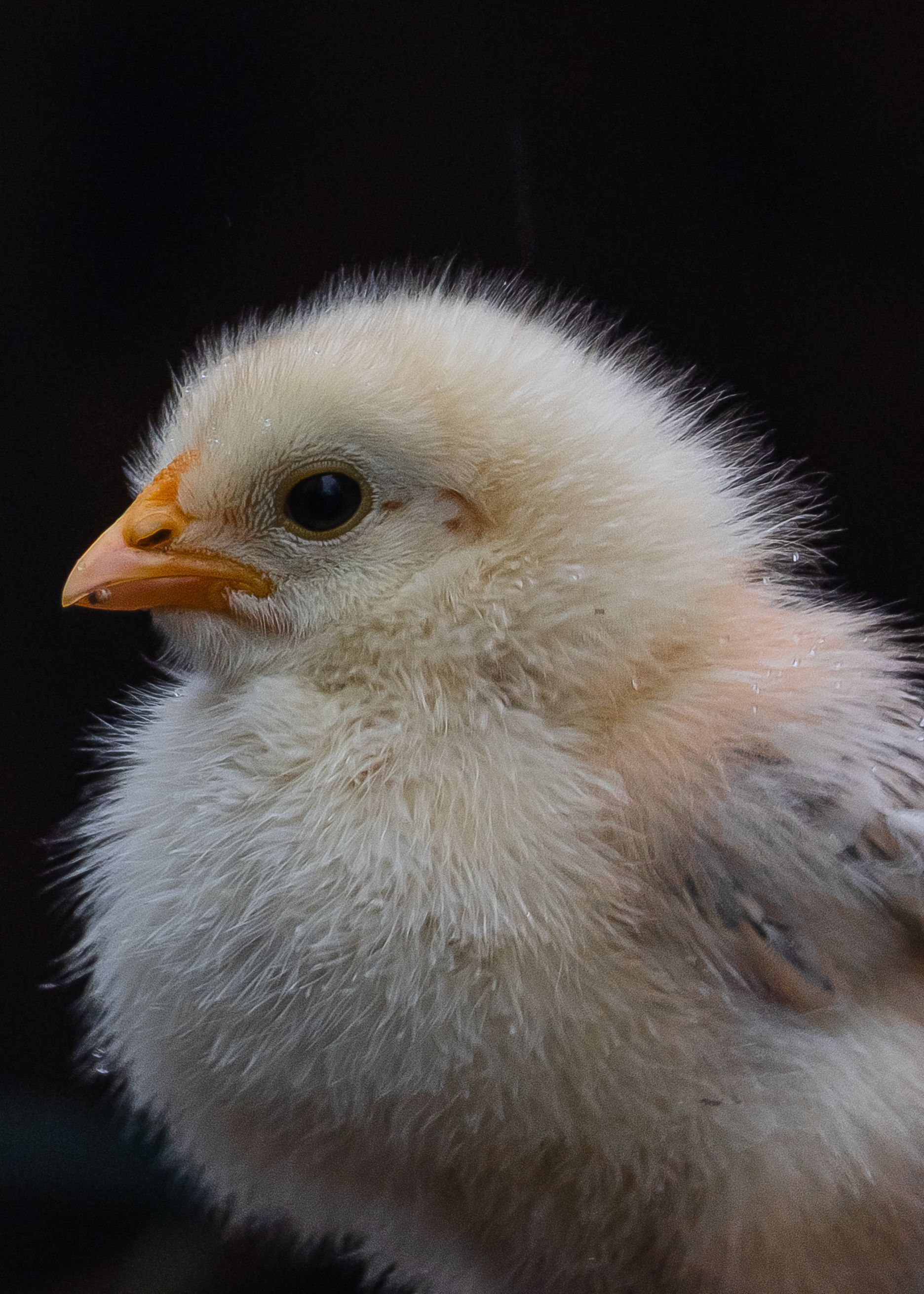 pollo