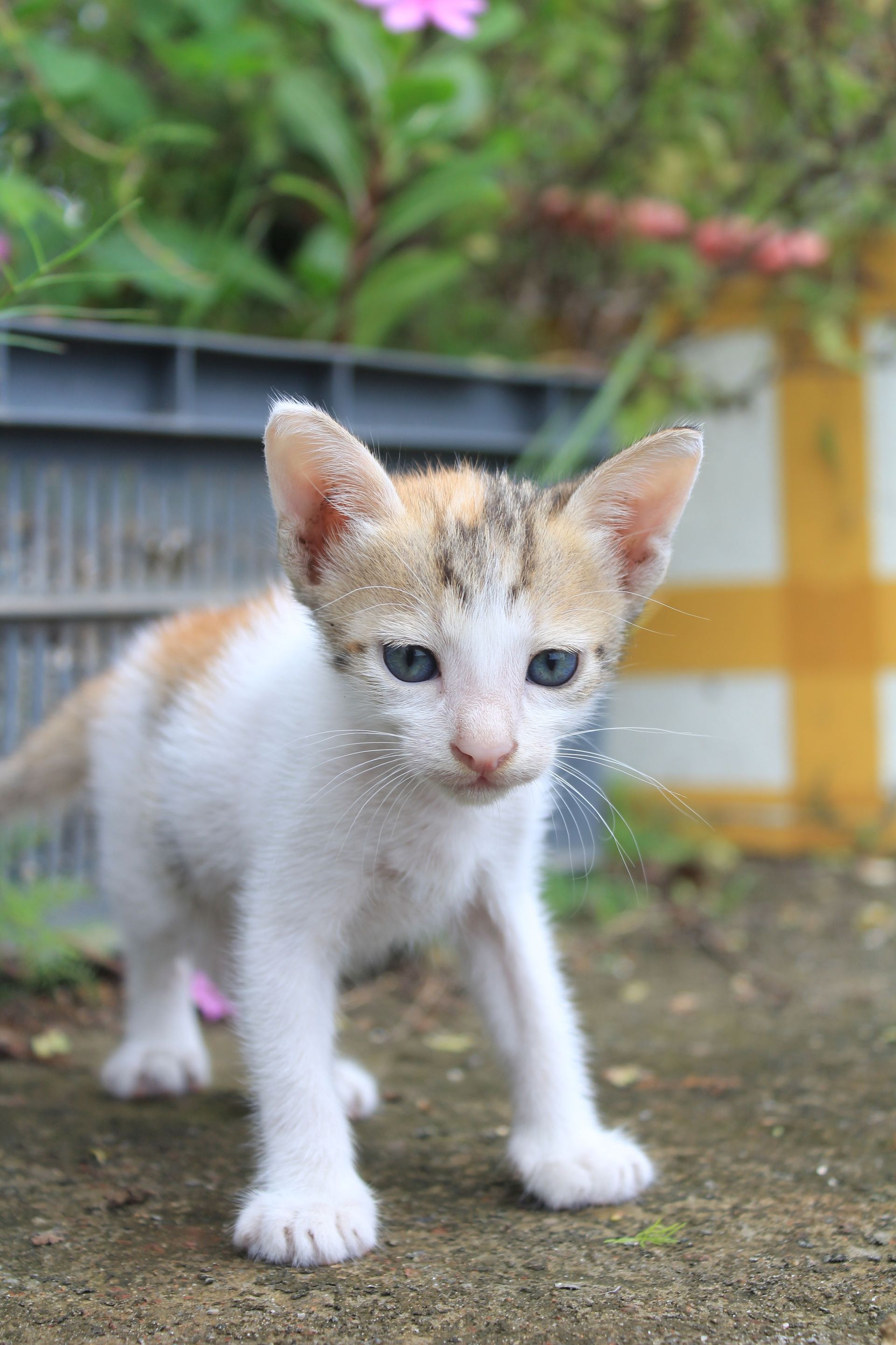 Un pequeño gatito blanco y naranja está de pie sobre el pavimento al aire libre, mirando hacia adelante.